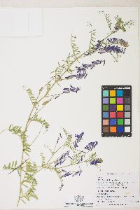 Vicia villosa var. villosa image