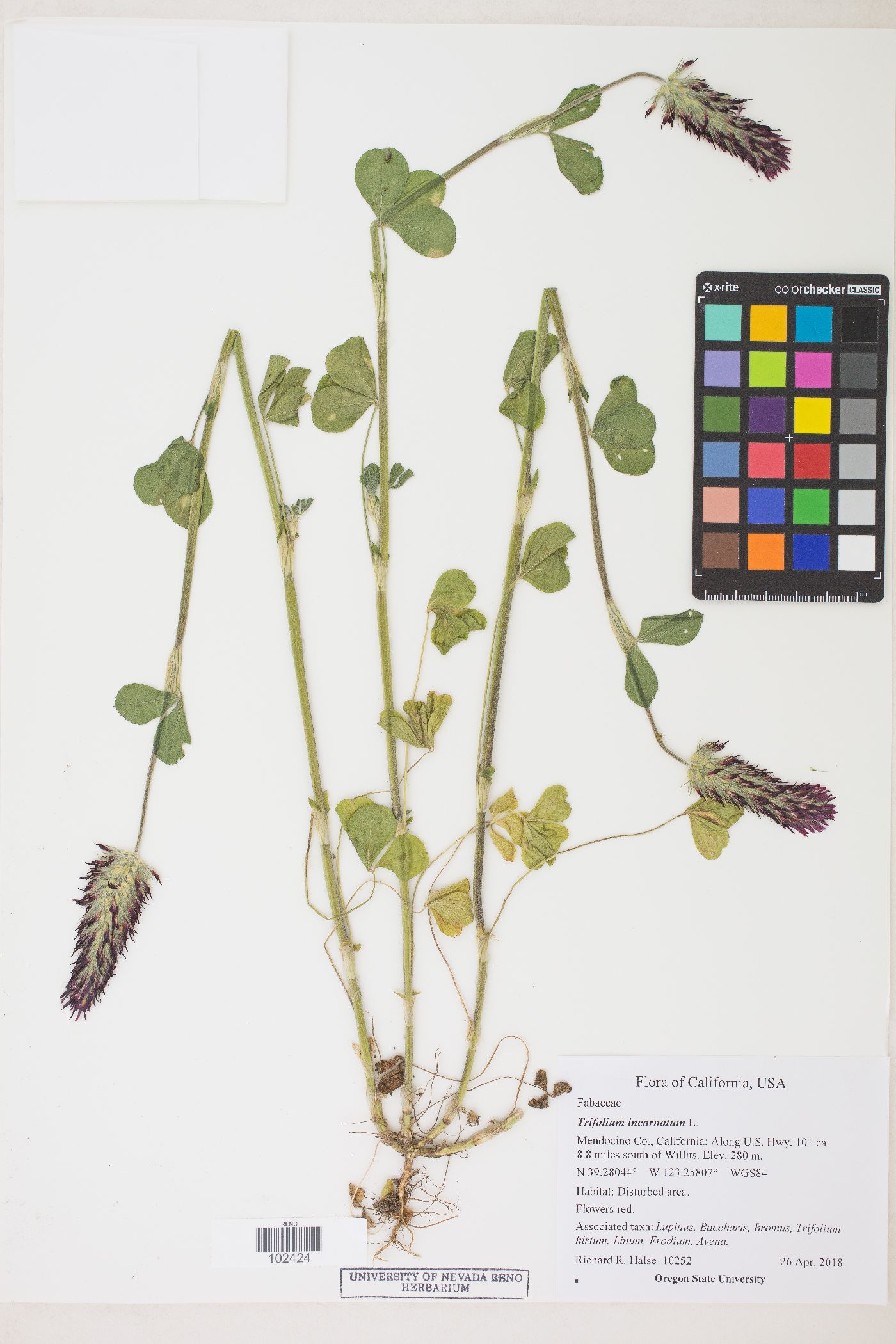 Trifolium incarnatum image