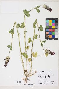 Trifolium incarnatum image