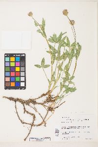 Trifolium longipes subsp. hansenii image