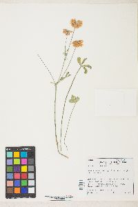 Trifolium lemmonii image