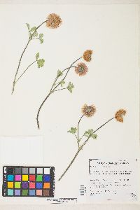 Trifolium lemmonii image