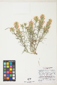 Castilleja angustifolia image