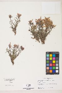 Castilleja scabrida image