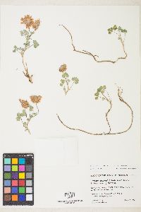 Trifolium leibergii image