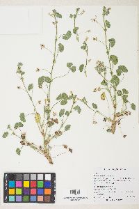 Trifolium subterraneum image