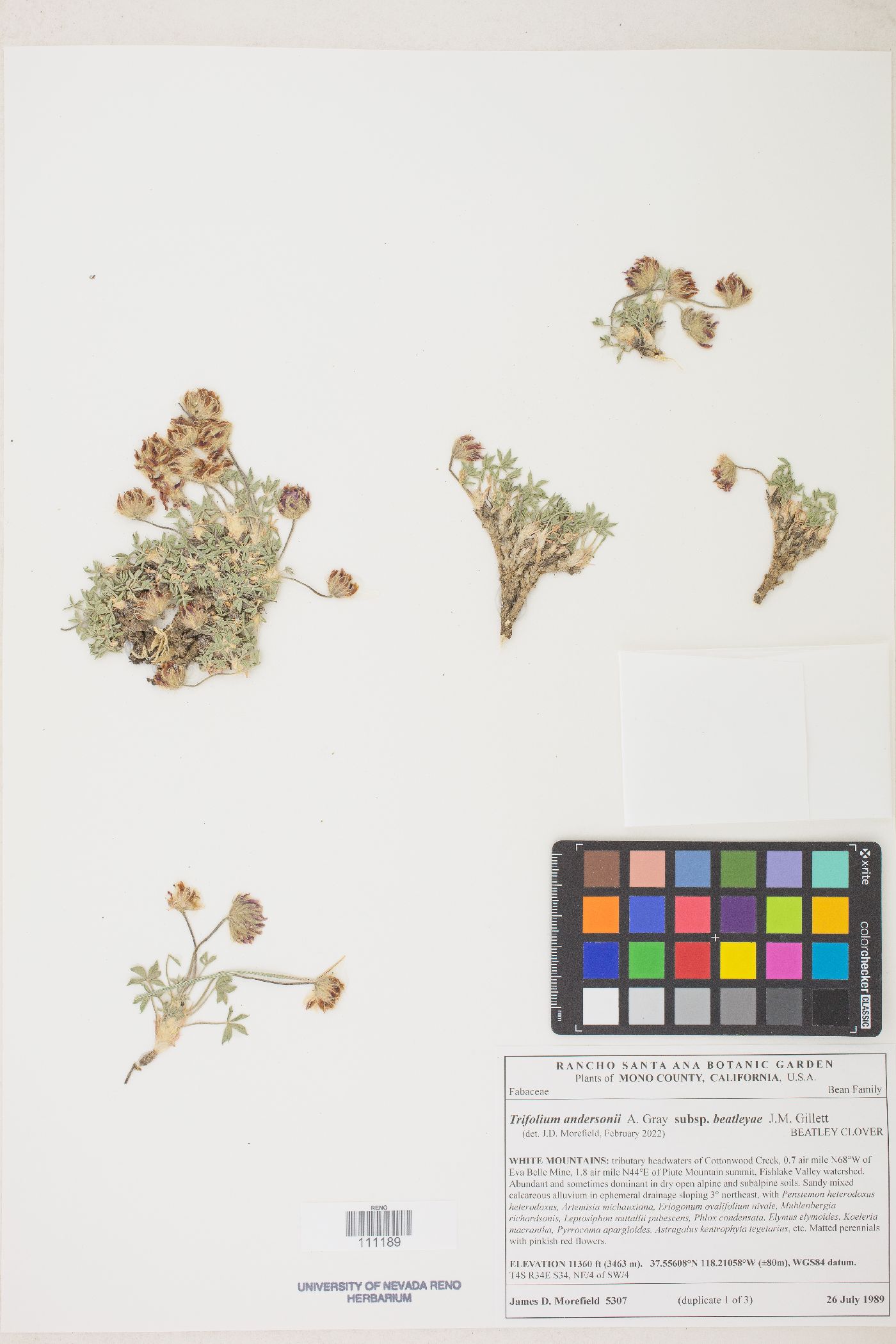 Trifolium andersonii image