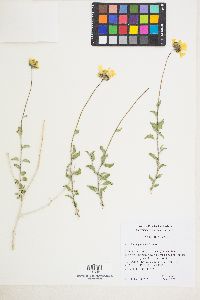 Encelia virginensis image