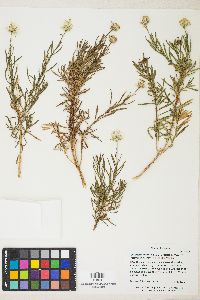 Ericameria linearifolia image