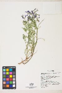 Astragalus lentiginosus var. palans image