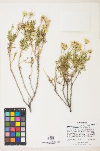 Ericameria linearifolia image