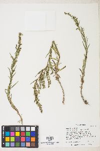 Artemisia dracunculus image