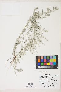 Artemisia ludoviciana var. ludoviciana image