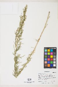 Artemisia dracunculus image