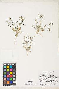 Eriogonum maculatum image