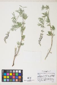 Lupinus argenteus var. meionanthus image