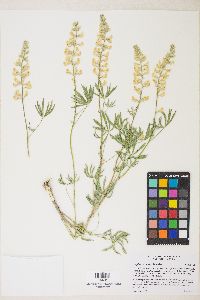 Lupinus arbustus image