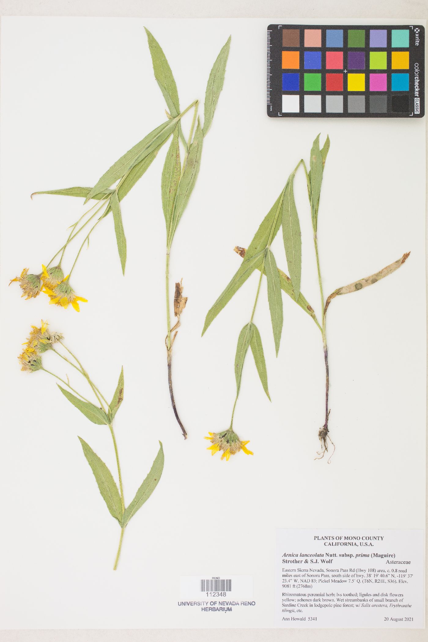 Arnica lanceolata image