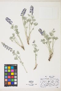 Lupinus argenteus var. meionanthus image