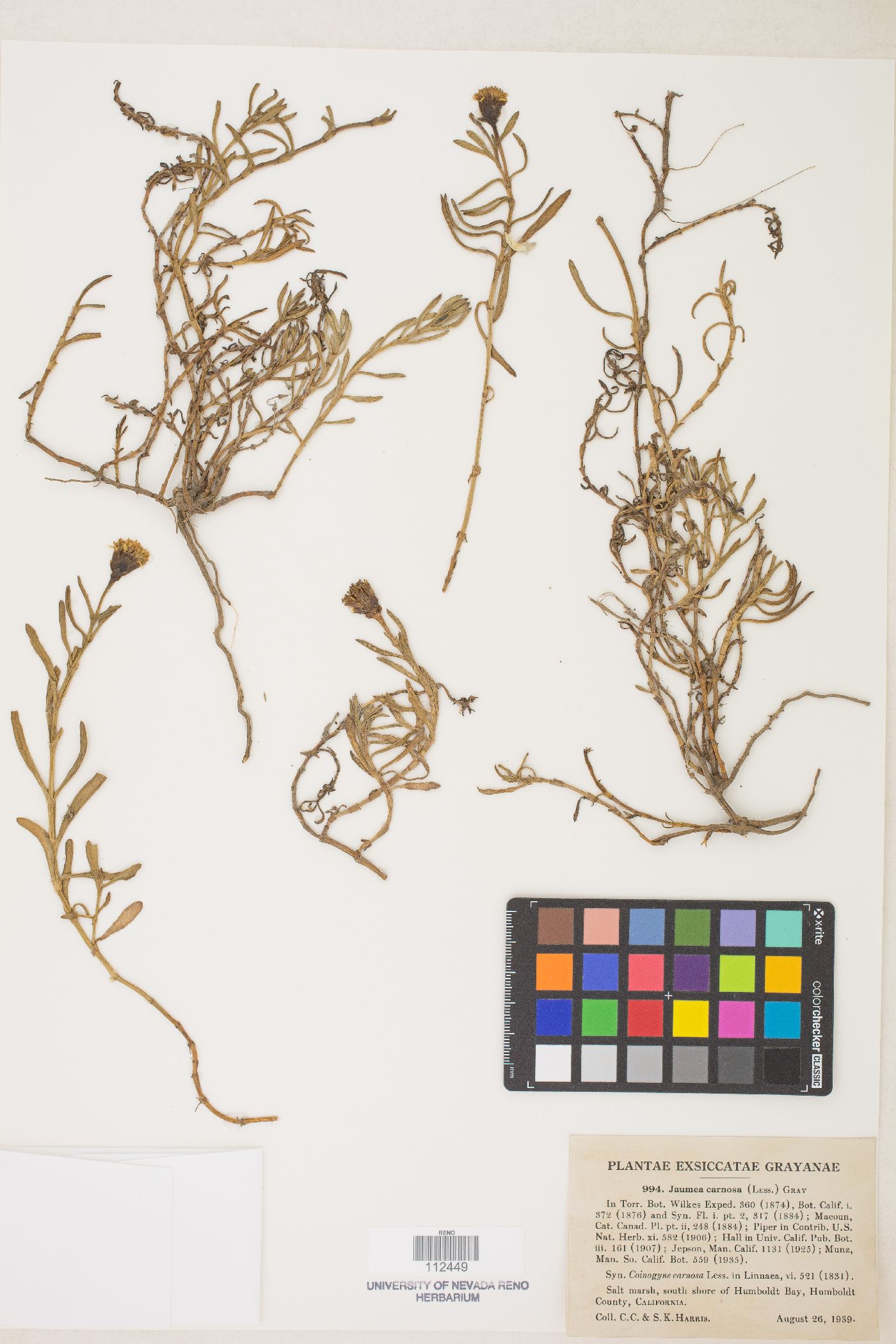 Jaumea carnosa image