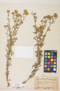 Eriophyllum confertiflorum image