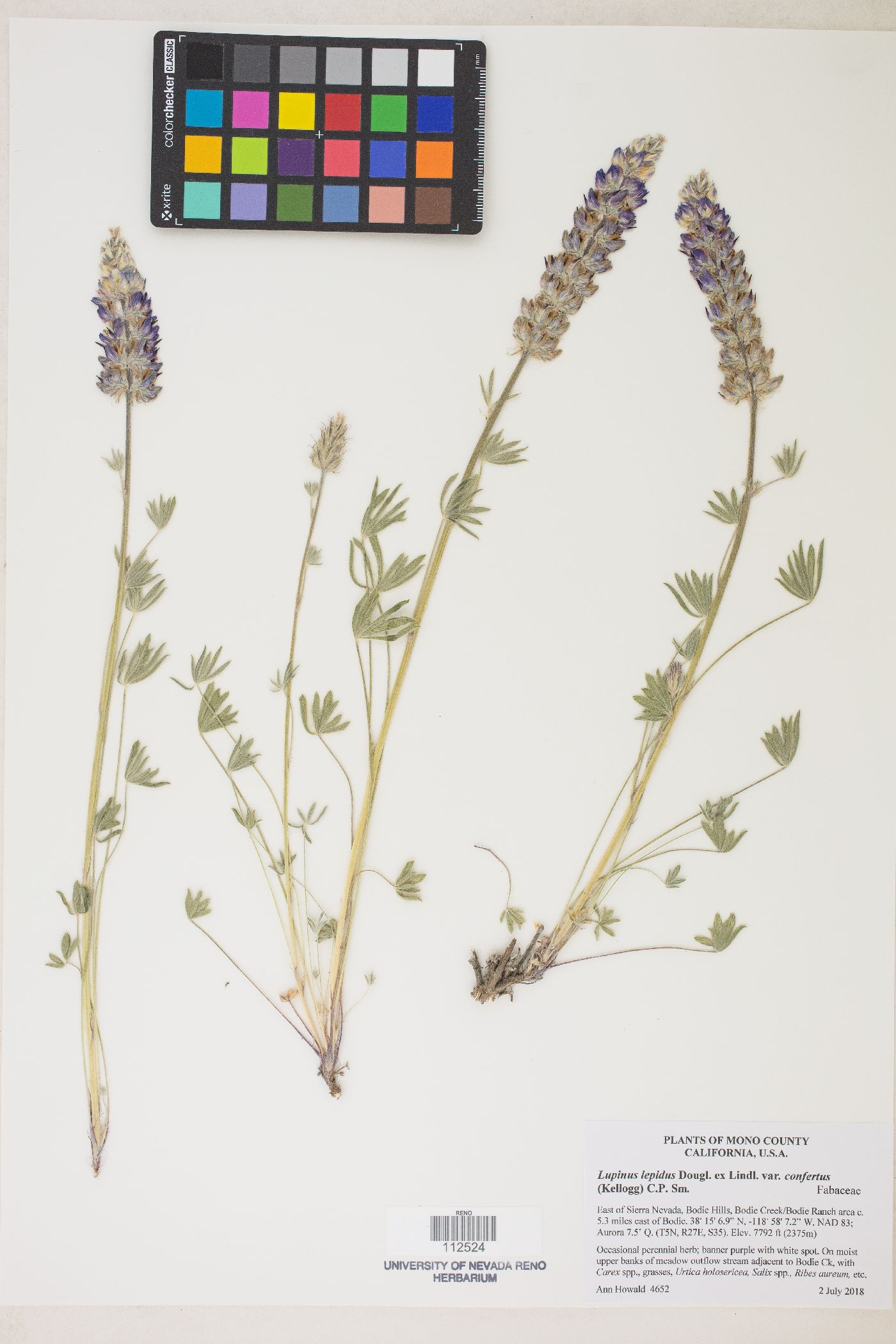 Lupinus lepidus image