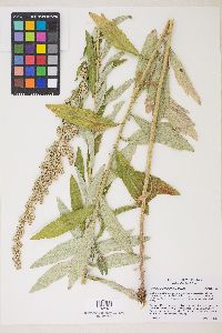 Artemisia douglasiana image