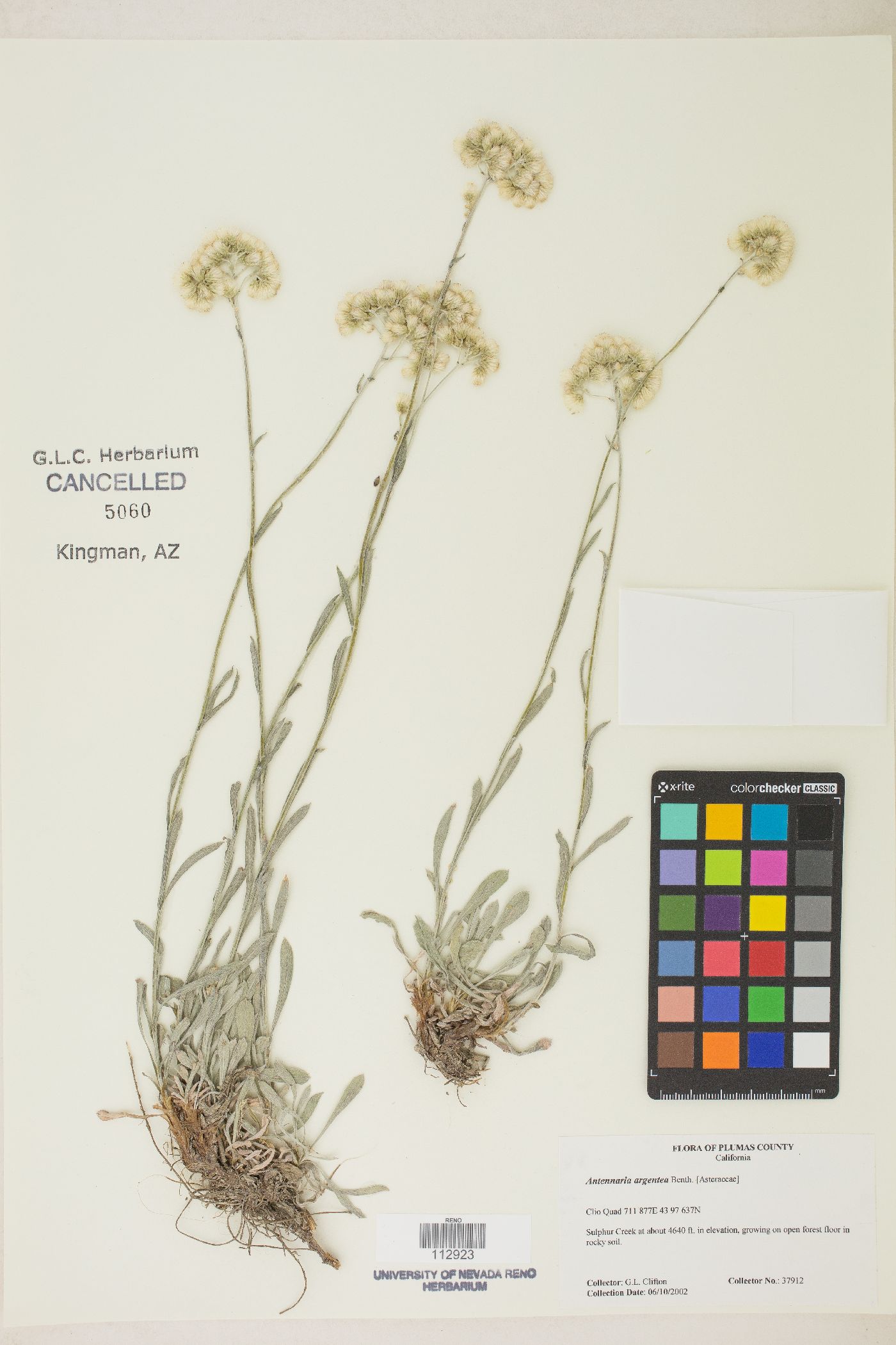 Antennaria argentea image