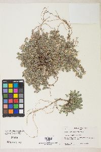 Astragalus anxius image