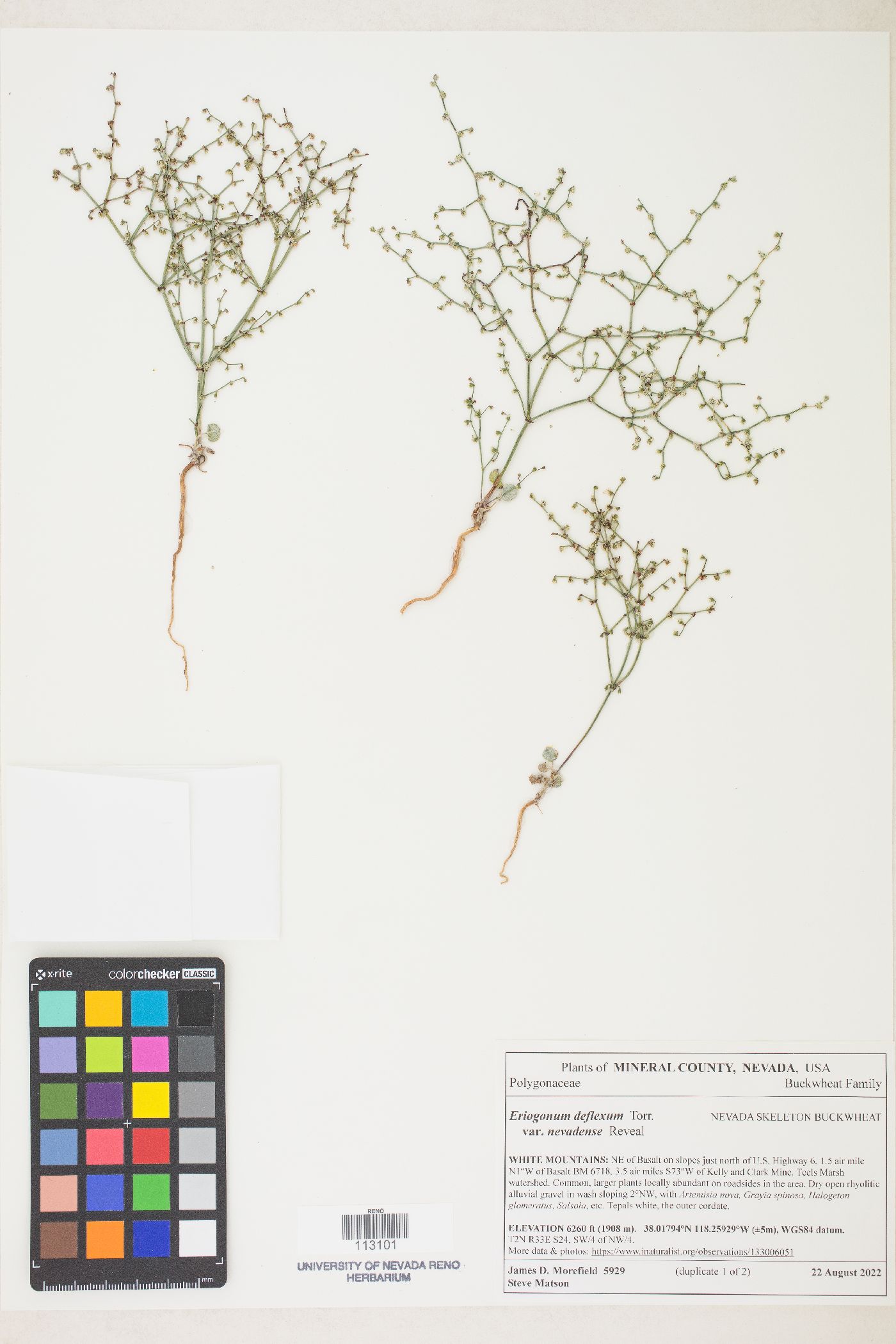 Eriogonum deflexum var. nevadense image