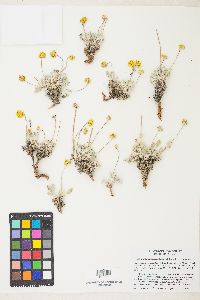 Eriogonum alexanderae image