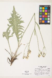 Crepis intermedia image