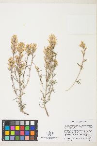 Castilleja angustifolia var. flavescens image
