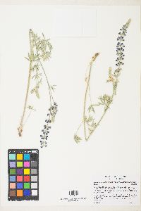 Lupinus argenteus var. meionanthus image