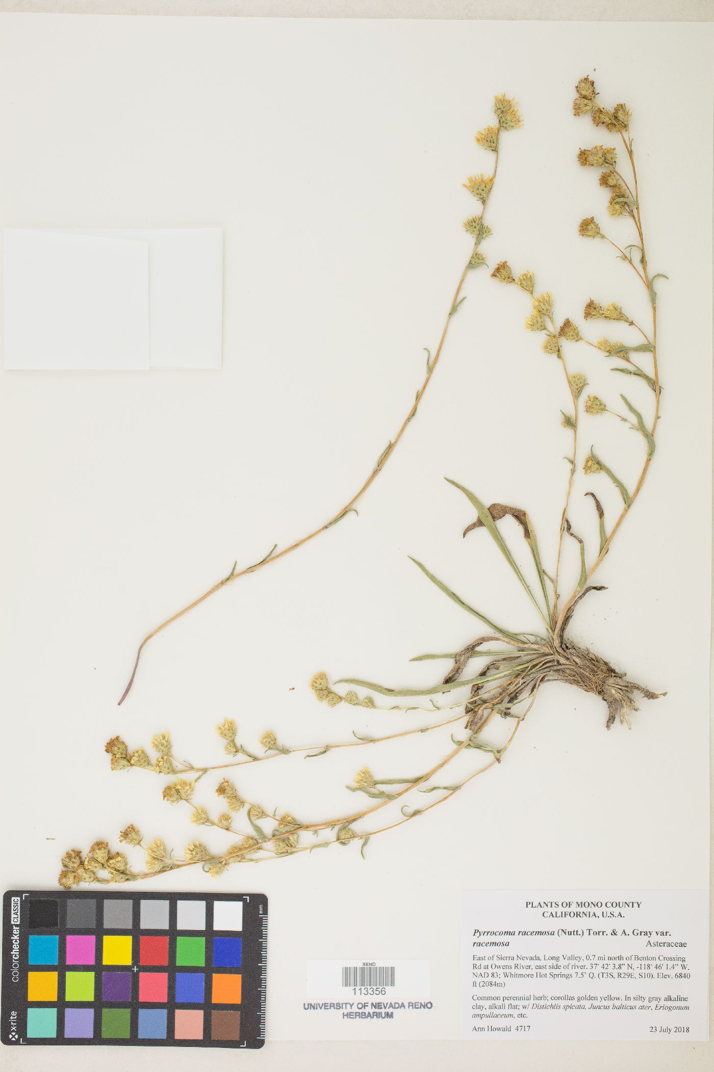 Pyrrocoma racemosa var. racemosa image