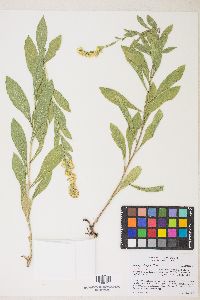 Solidago elongata image