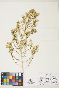 Brickellia microphylla image