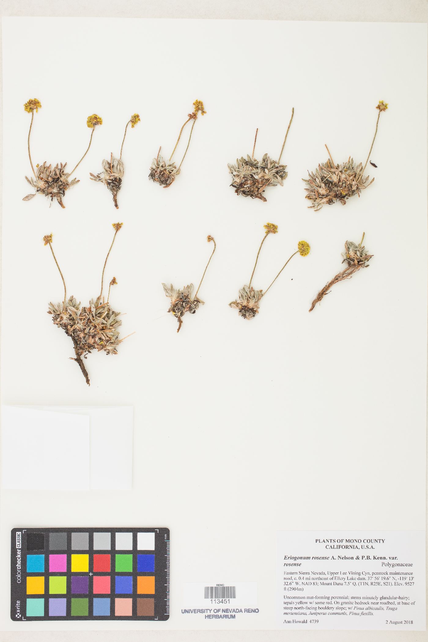 Eriogonum roseum var. roseum image