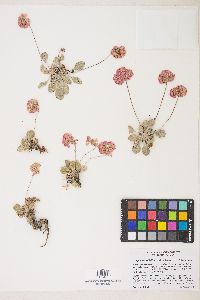 Eriogonum lobbii image