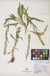 Solidago confinis image