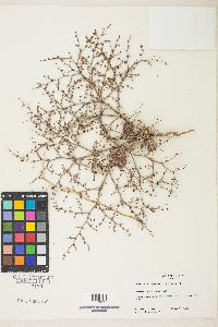 Eriogonum brachypodum image