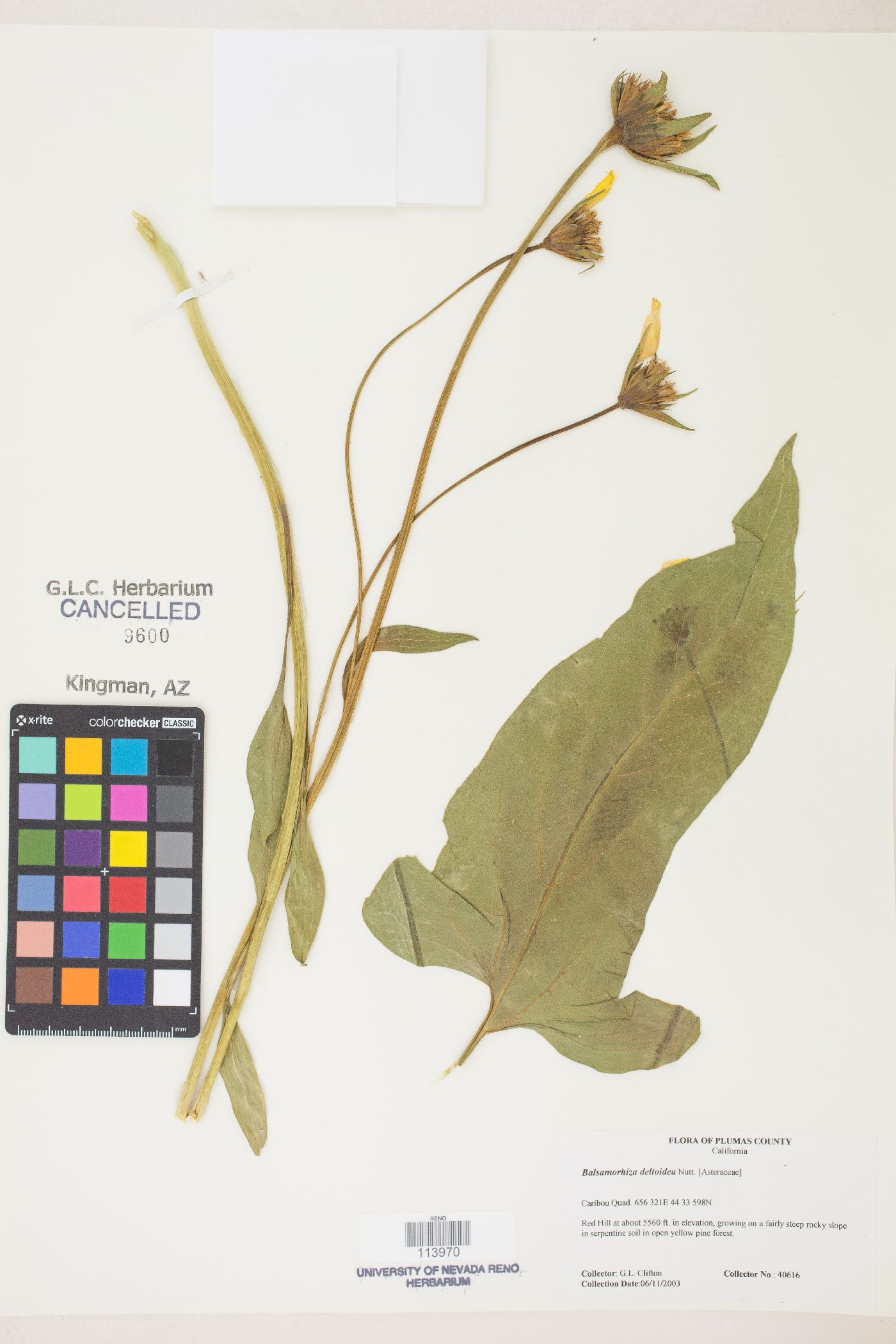 Balsamorhiza deltoidea image