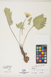 Balsamorhiza × terebinthacea image