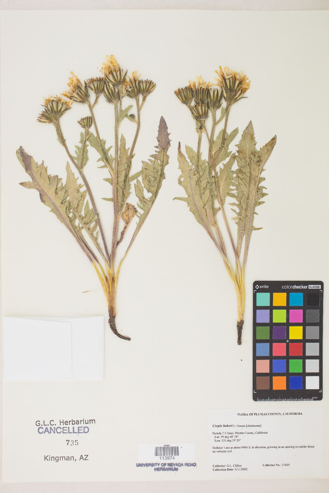 Crepis bakeri image