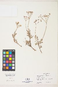 Eriogonum microtheca image