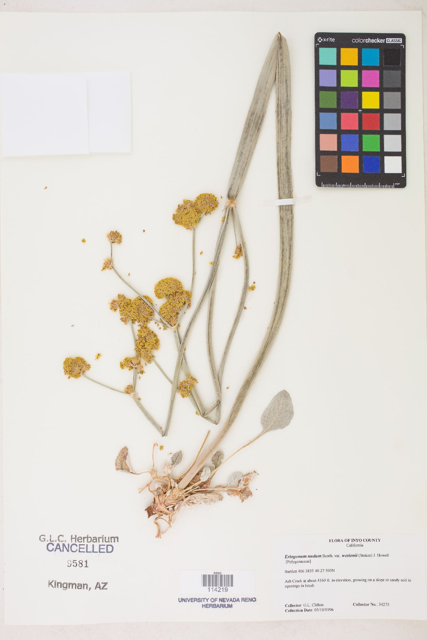 Eriogonum nudum var. westonii image