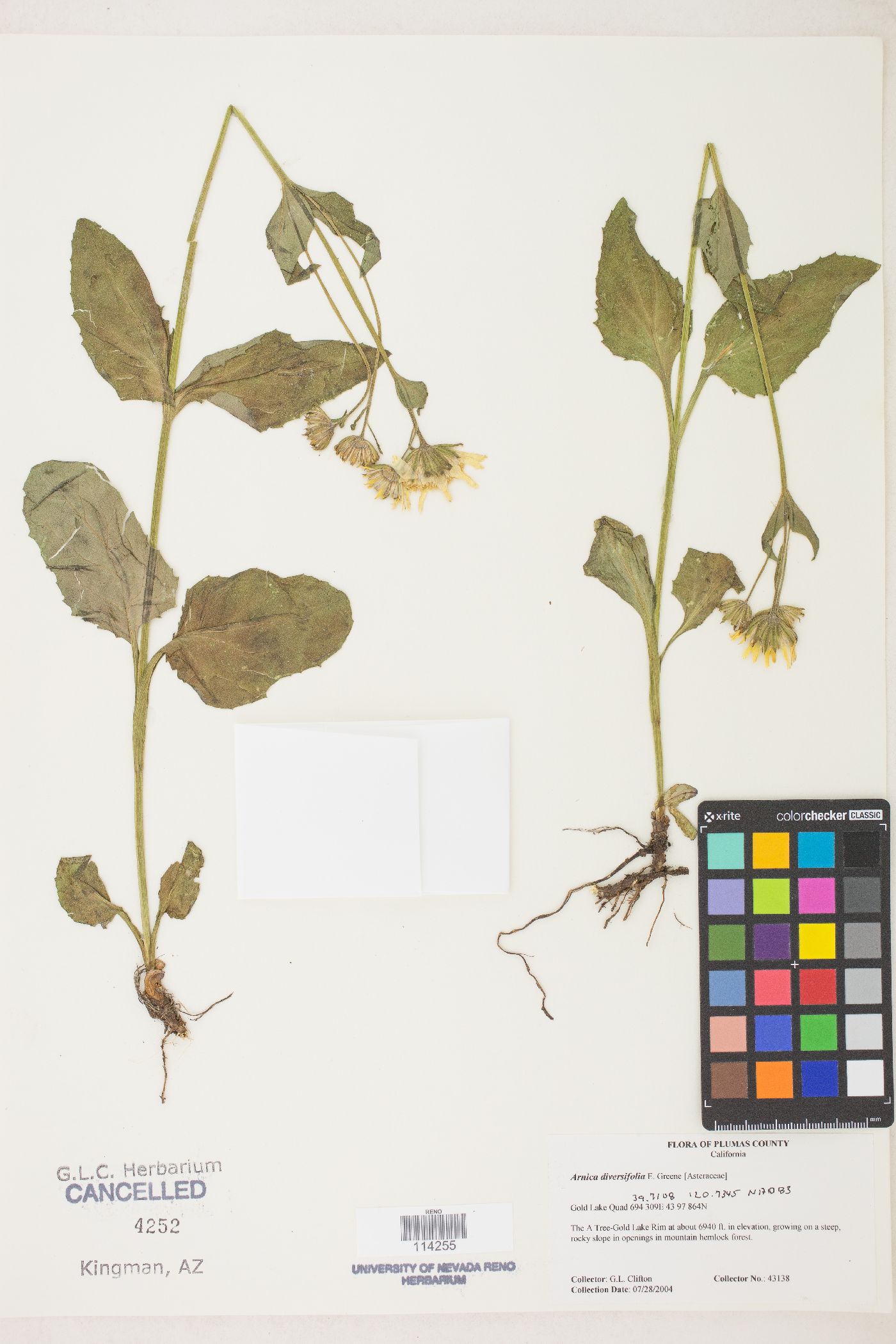 Arnica diversifolia image