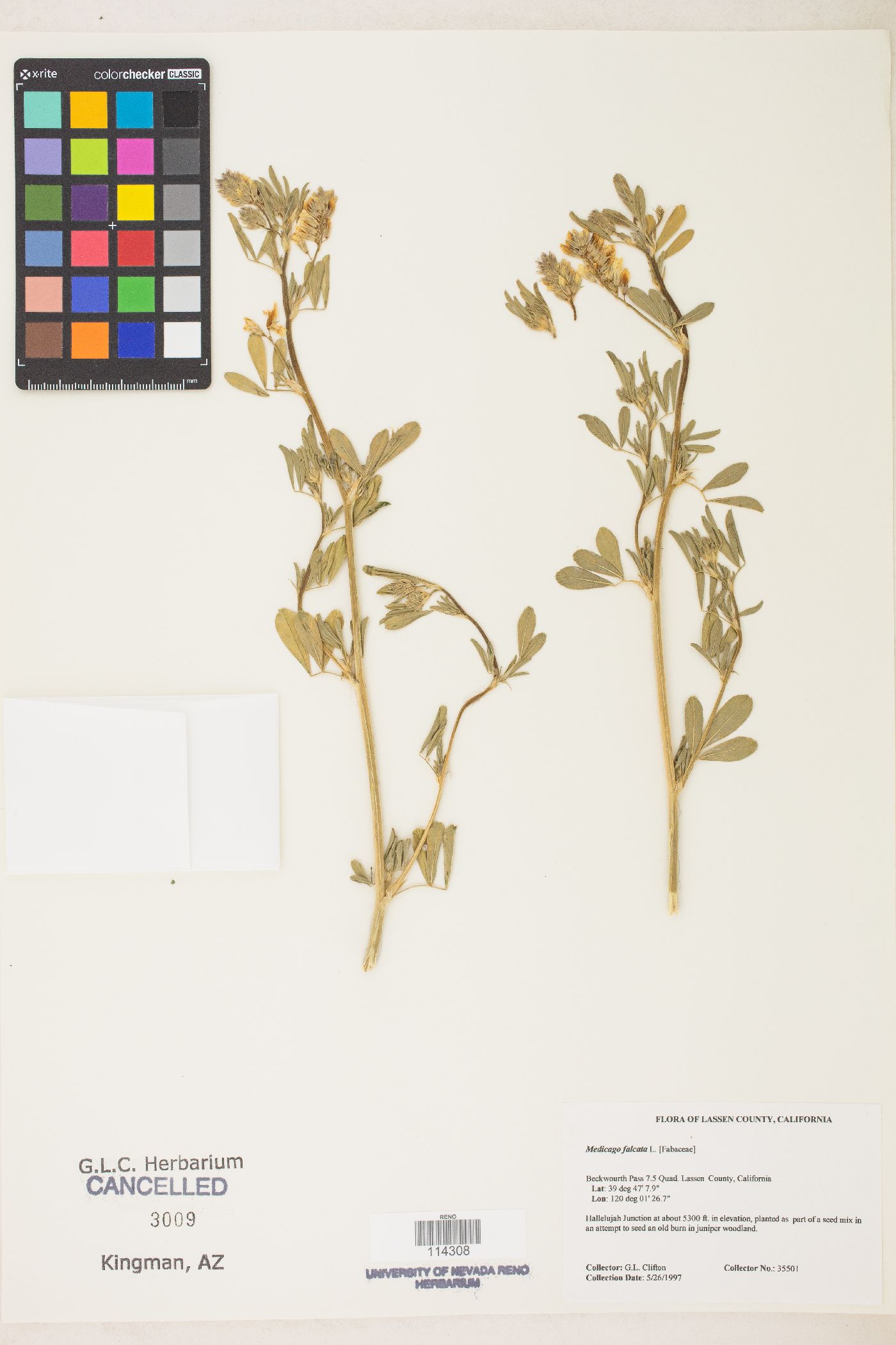 Medicago falcata image