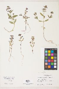 Collinsia latifolia image