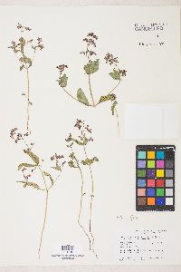 Collinsia latifolia image